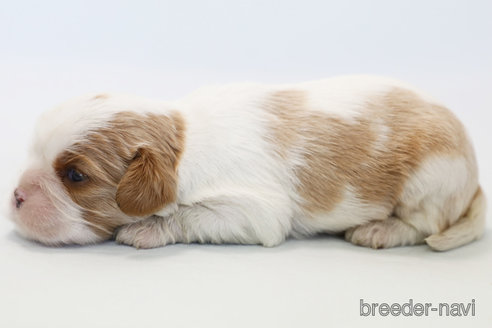 成約済の神奈川県のキャバリアキングチャールズスパニエル-303405の8枚目